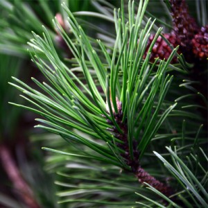 Pine Essential Oil 